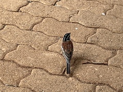 Emberiza flaviventris