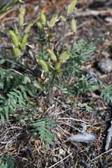 Oxytropis arctica taimyrensis