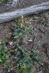 Oxytropis arctica taimyrensis