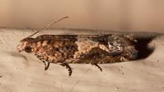 Crocidosema plebejana