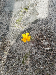 Tagetes