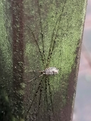 Dicranopalpus ramosus