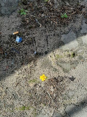 Tagetes