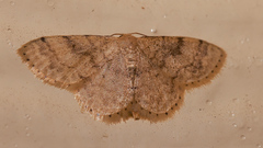 Idaea halmaea