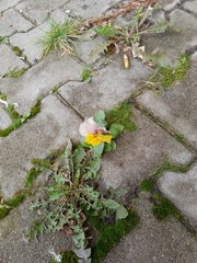 Viola × wittrockiana