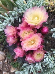 Eriosyce chilensis albidiflora