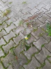 Viola × wittrockiana