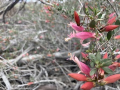 Eremophila maculata