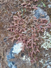 Selaginella denticulata