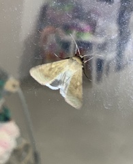 Australothis rubrescens