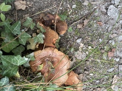 Cyanoboletus pulverulentus