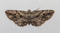 Boarmia curtaria