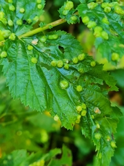 Dasineura ulmaria
