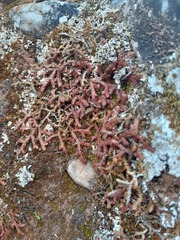 Selaginella denticulata