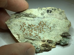 Lecanora cinereofusca