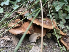 Cyanoboletus pulverulentus