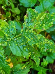 Dasineura ulmaria