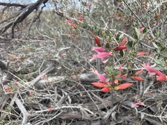 Eremophila maculata
