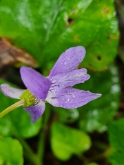 Viola