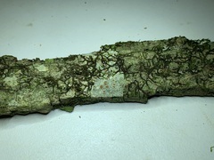 Lecanora cinereofusca