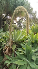 Agave obscura
