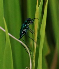 Cicindela flavomaculata