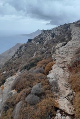 Sarcopoterium spinosum
