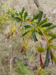 Dodonaea triangularis
