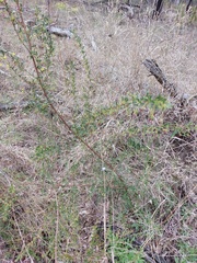 Dodonaea triangularis