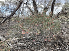 Eremophila maculata