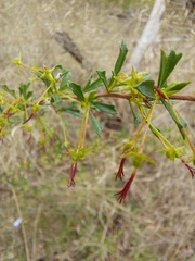 Dodonaea triangularis