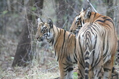 Panthera tigris tigris