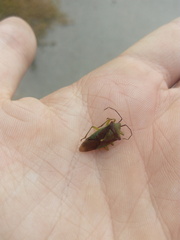 Acanthosoma haemorrhoidale