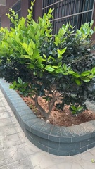 Ligustrum × vicaryi