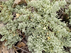 Nolana crassulifolia