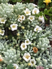Nolana crassulifolia
