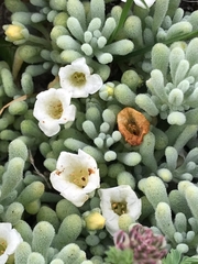Nolana crassulifolia