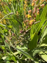 Tetragonia