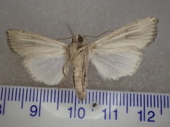 Leucania stenographa