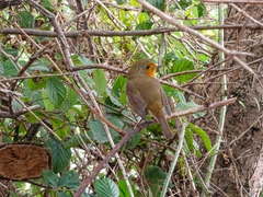 Erithacus rubecula
