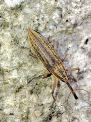 Lixus iridis