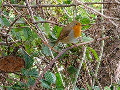 Erithacus rubecula