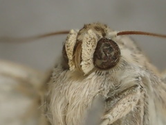 Leucania stenographa