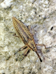 Lixus iridis