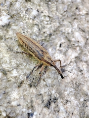 Lixus iridis
