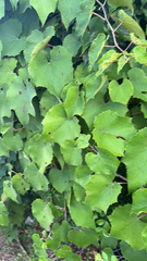 Vitis cinerea