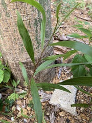 Acacia auriculiformis