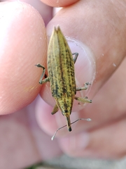 Lixus iridis