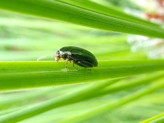 Psylliodes chrysocephala