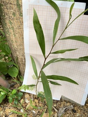 Acacia auriculiformis